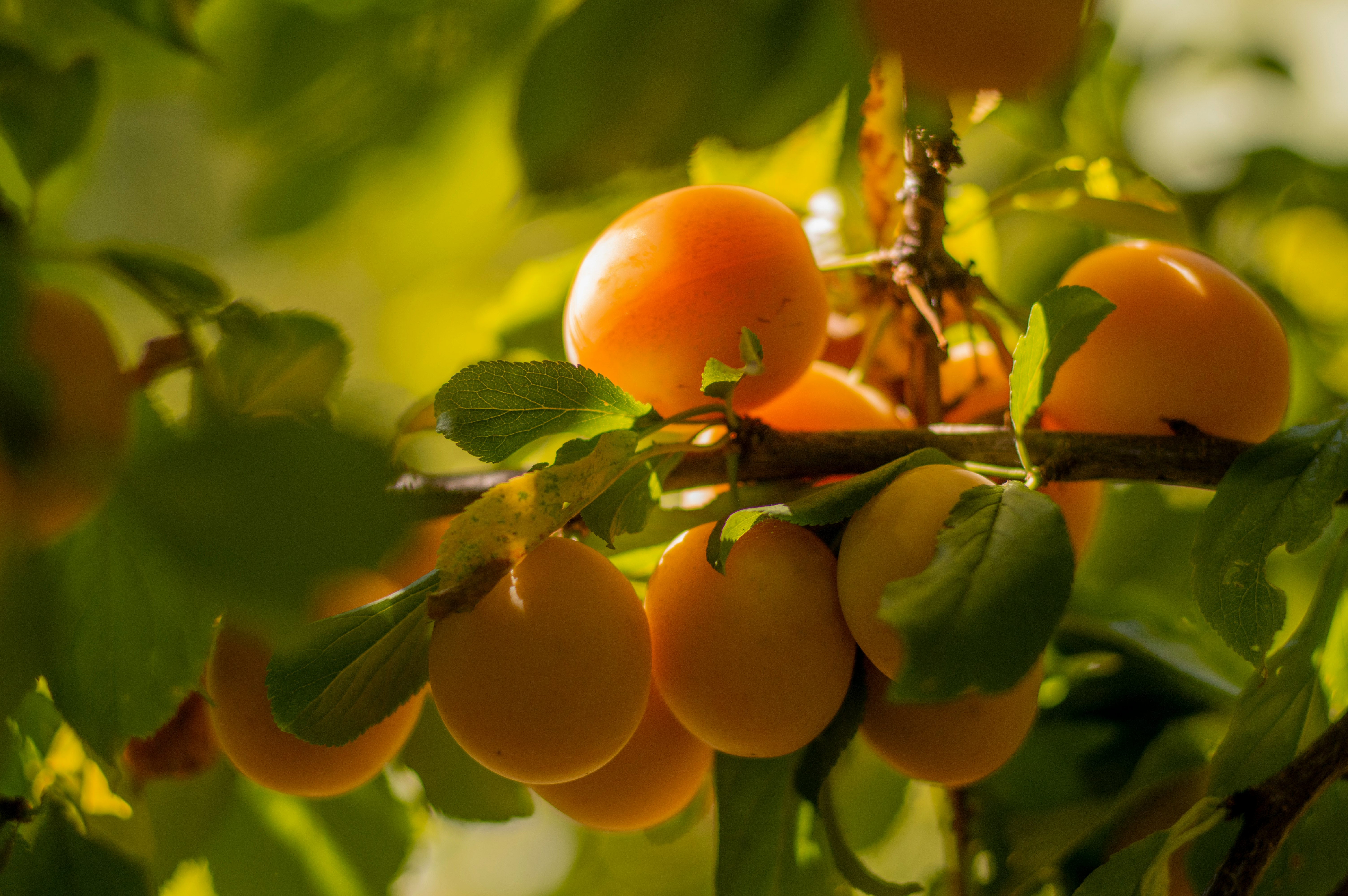 orange fruits on tree branch